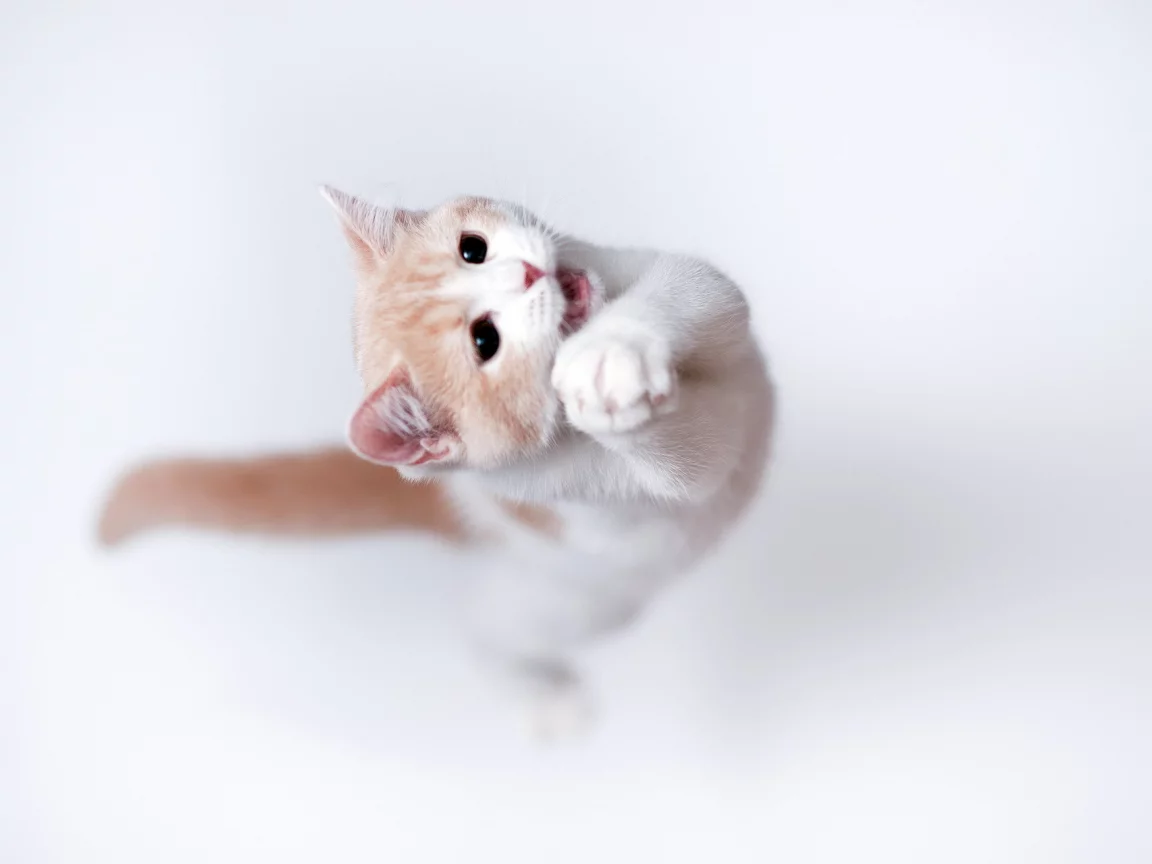 кошка, фон, Torode