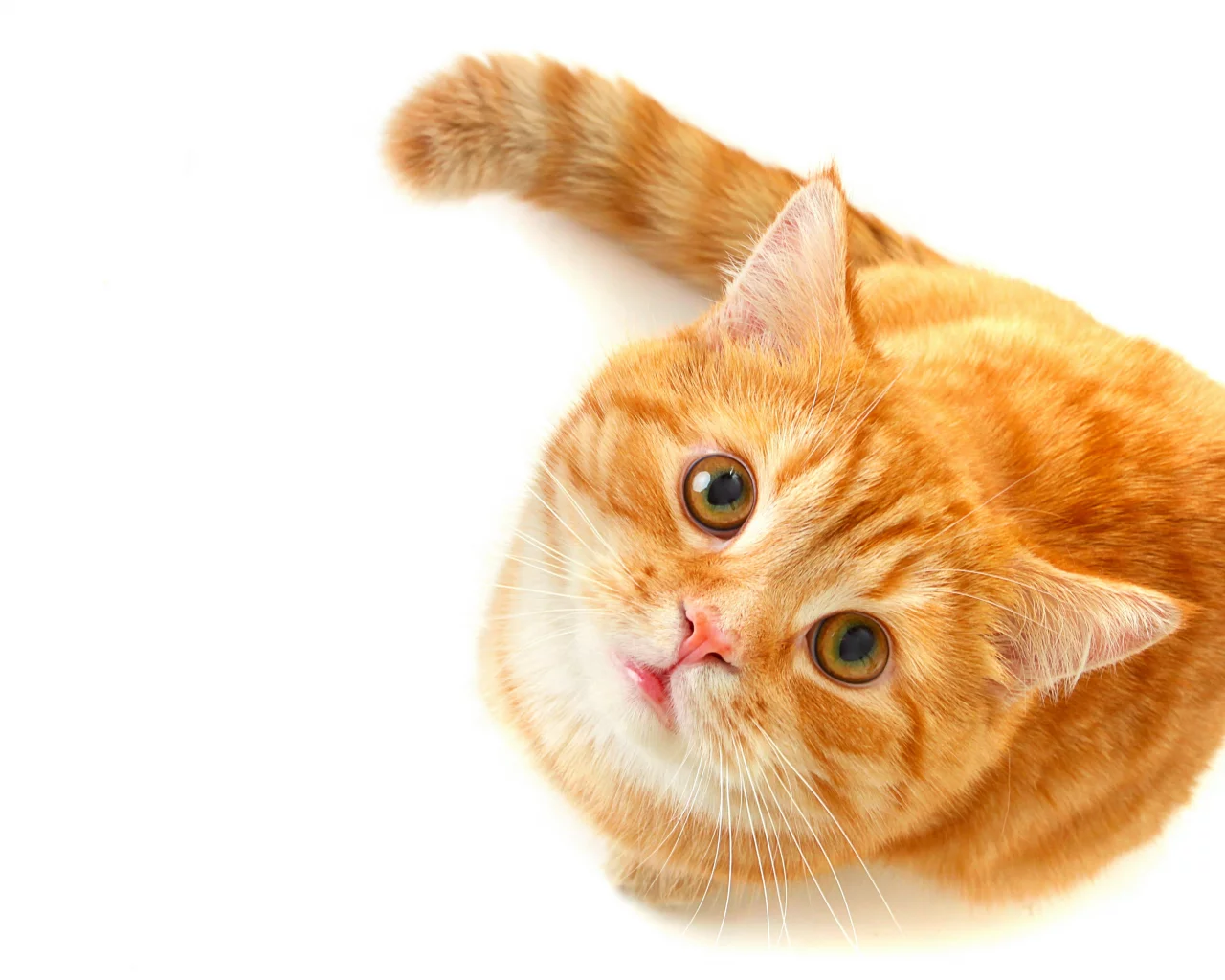рыжий, зеленые, смотрит, кошка, взгляд, глаза, Кот
