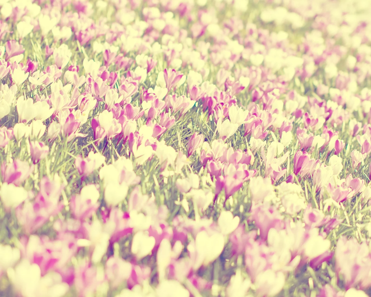 природа, весна, flowers, spring, nature, цветы