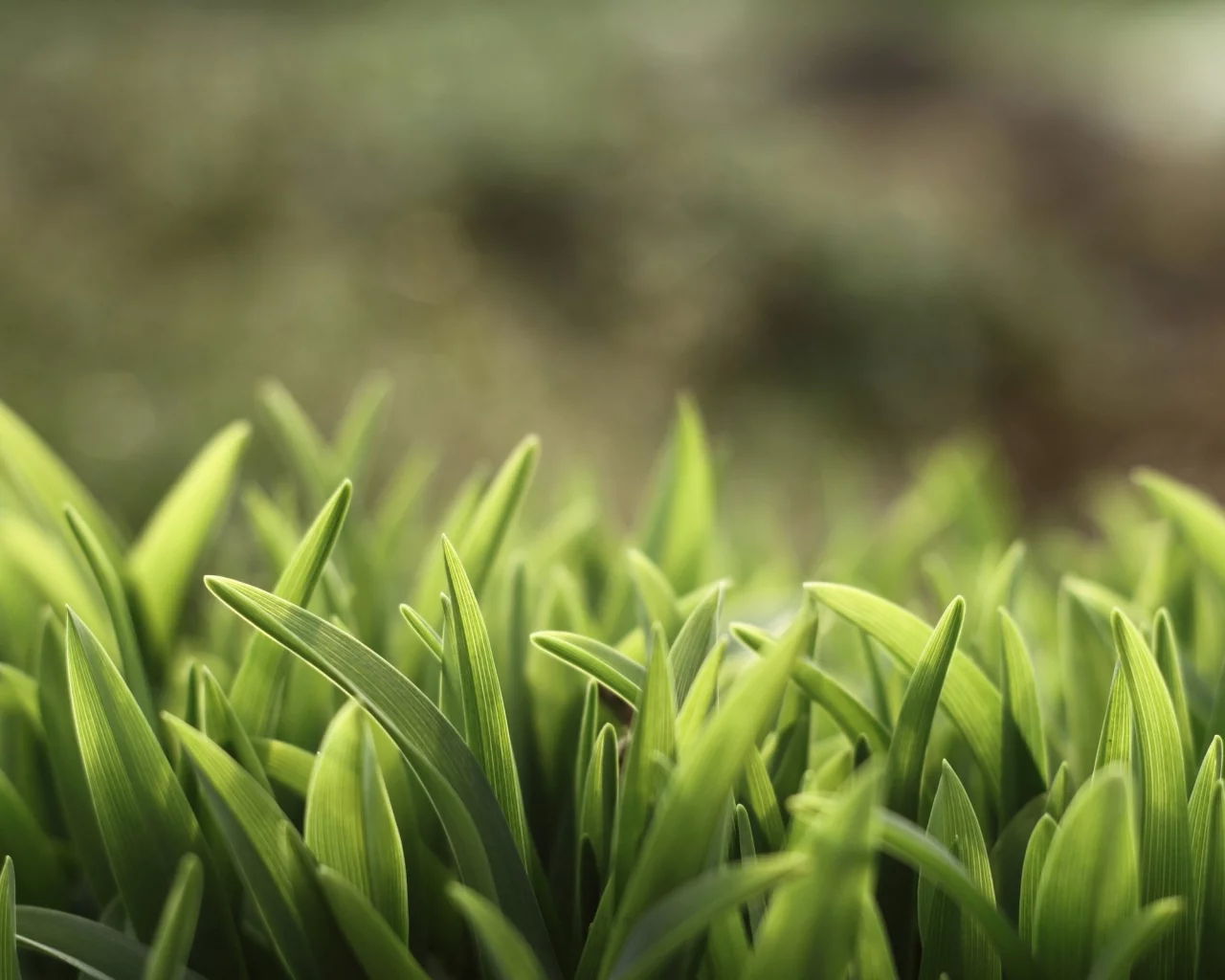 nature, зеленый, трава, macro, глубина резкости, depth of field, grass, макро, green, природа