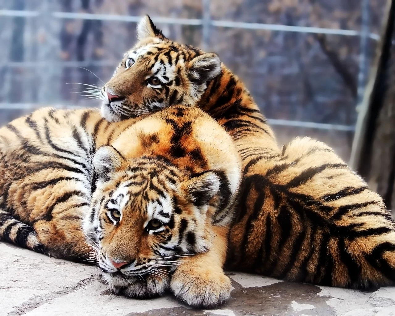 panthera tigris altaica, тигрята, Амурский тигр