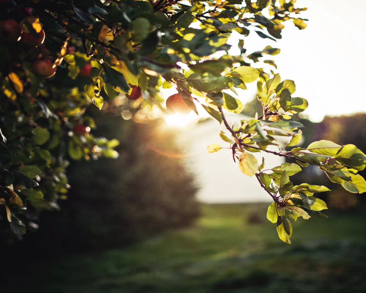 apples, nature, вечер, солнце, tree, sky, блики, Листва