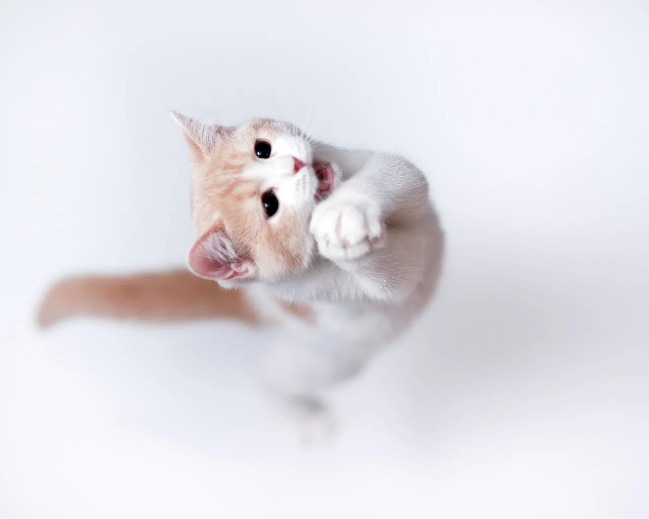 кошка, фон, Torode