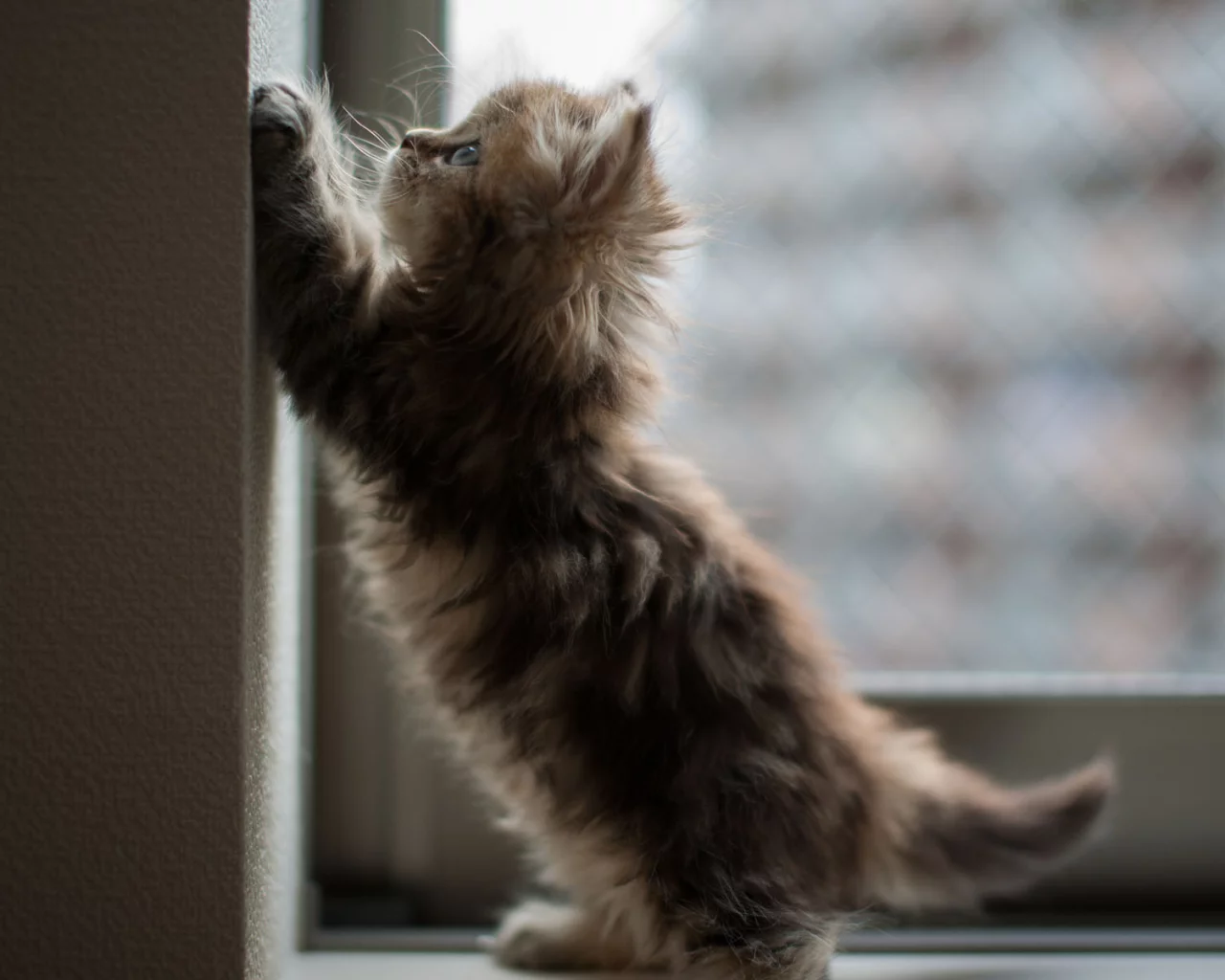 Кошка, ben torode, котенок, окно, угол, стена, daisy