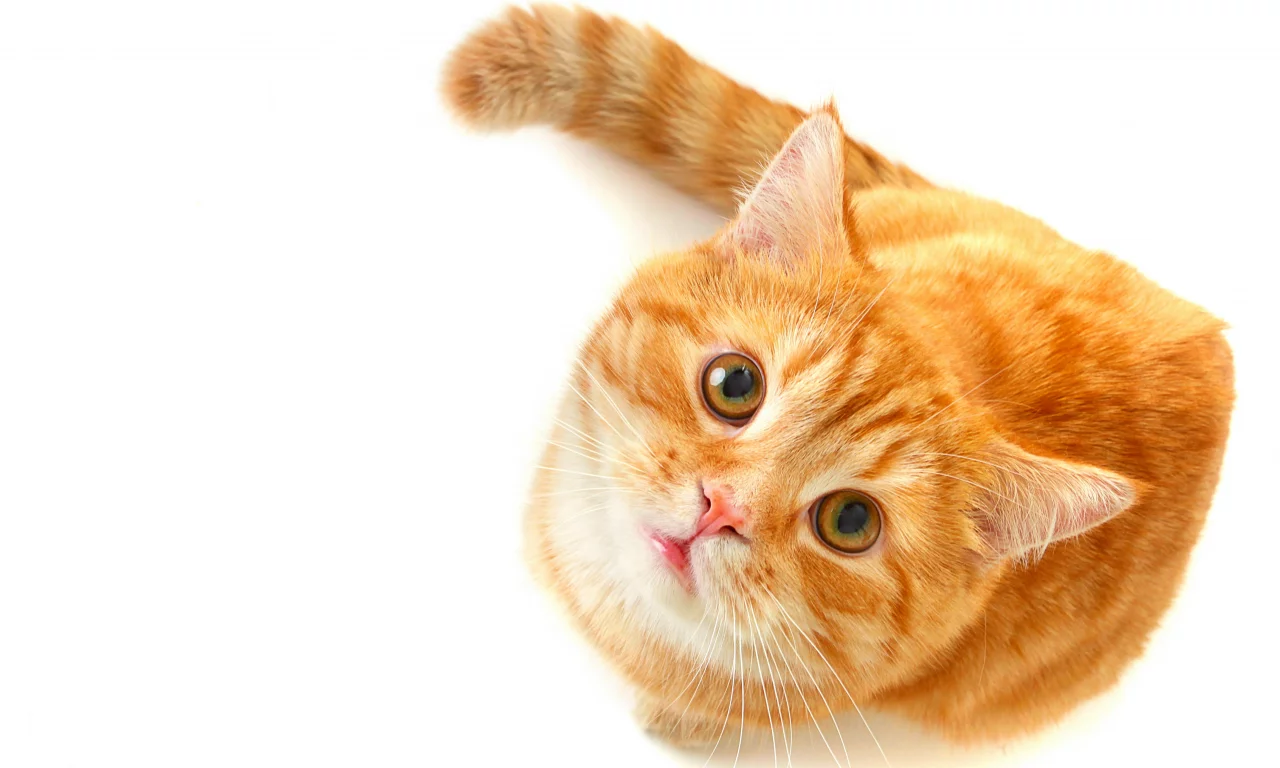 рыжий, зеленые, смотрит, кошка, взгляд, глаза, Кот