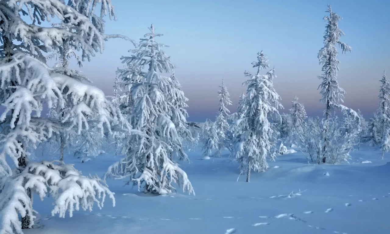 Зима, winter, природа, лес, trees in snow, снег