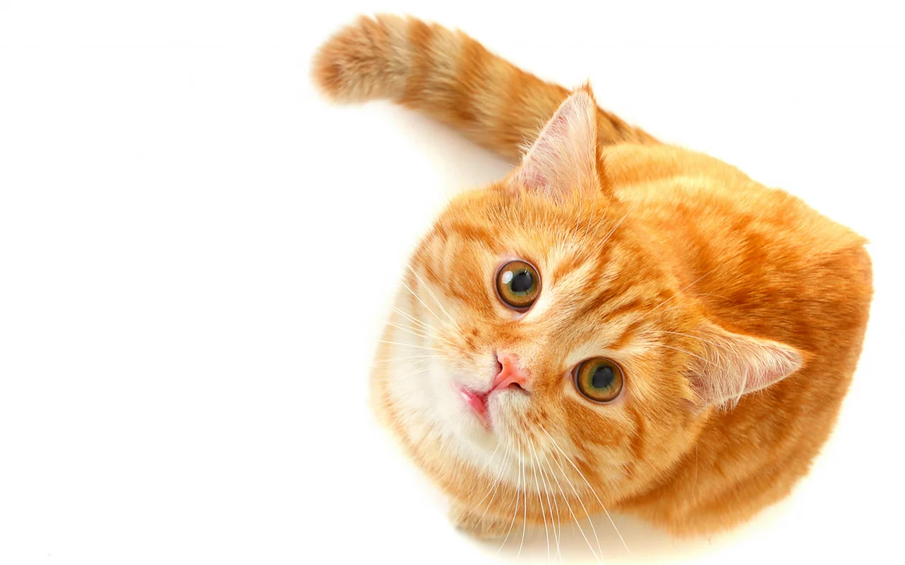 рыжий, зеленые, смотрит, кошка, взгляд, глаза, Кот