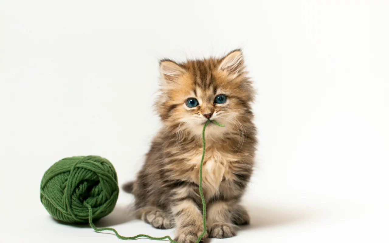 кошка, Daisy, клубок, котенок, c benjamin torode, зеленые нитки
