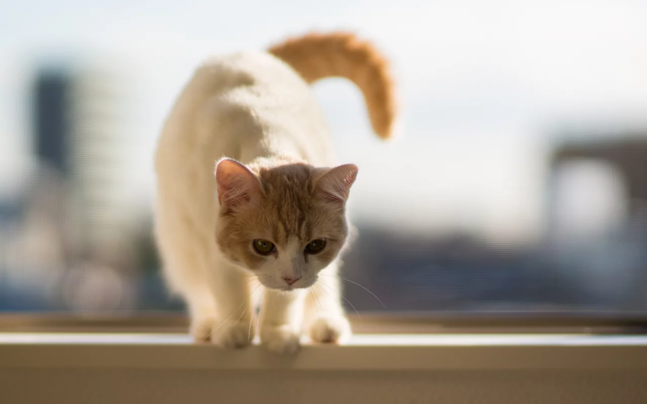 подоконник, c benjamin torode, Котёнок, hannah