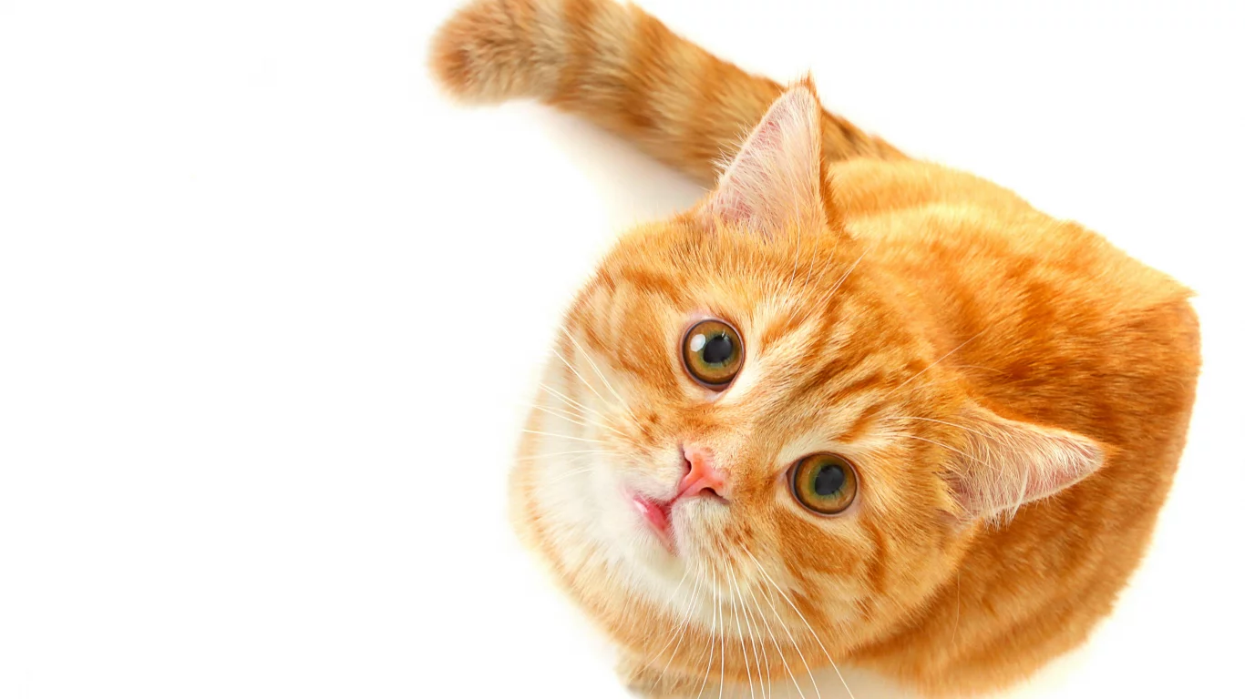 рыжий, зеленые, смотрит, кошка, взгляд, глаза, Кот