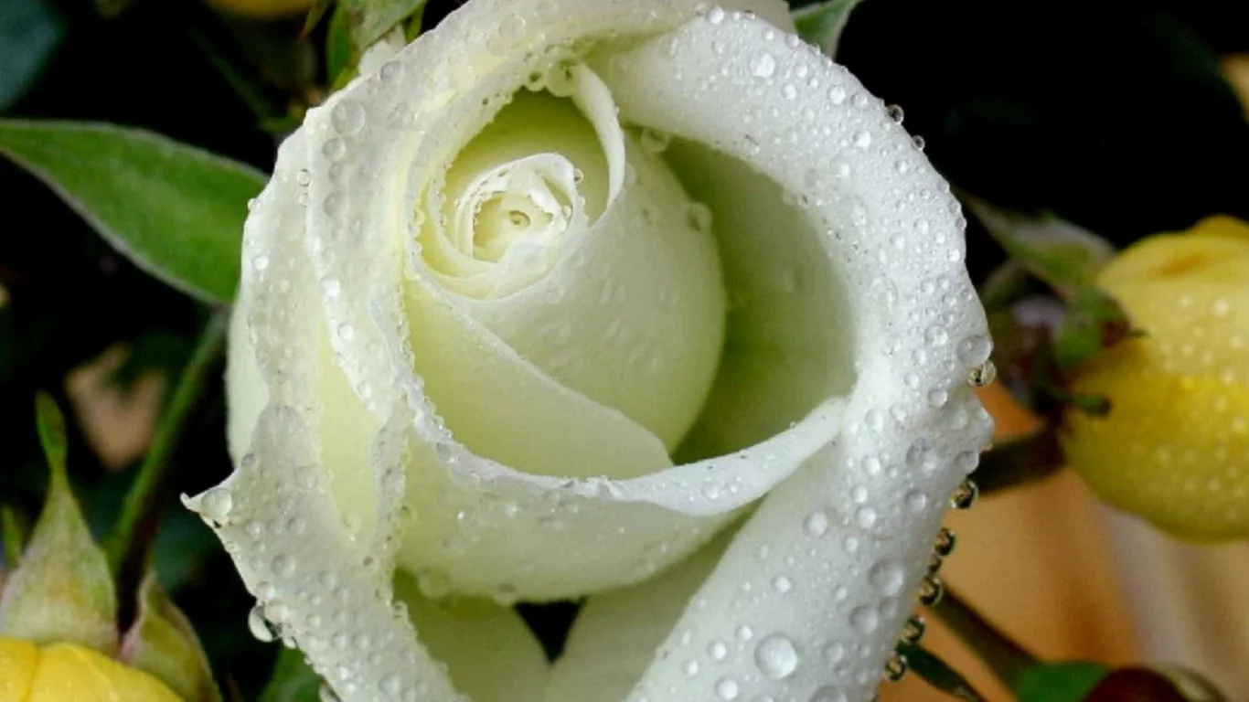 flowers, цветы, roses, розы
