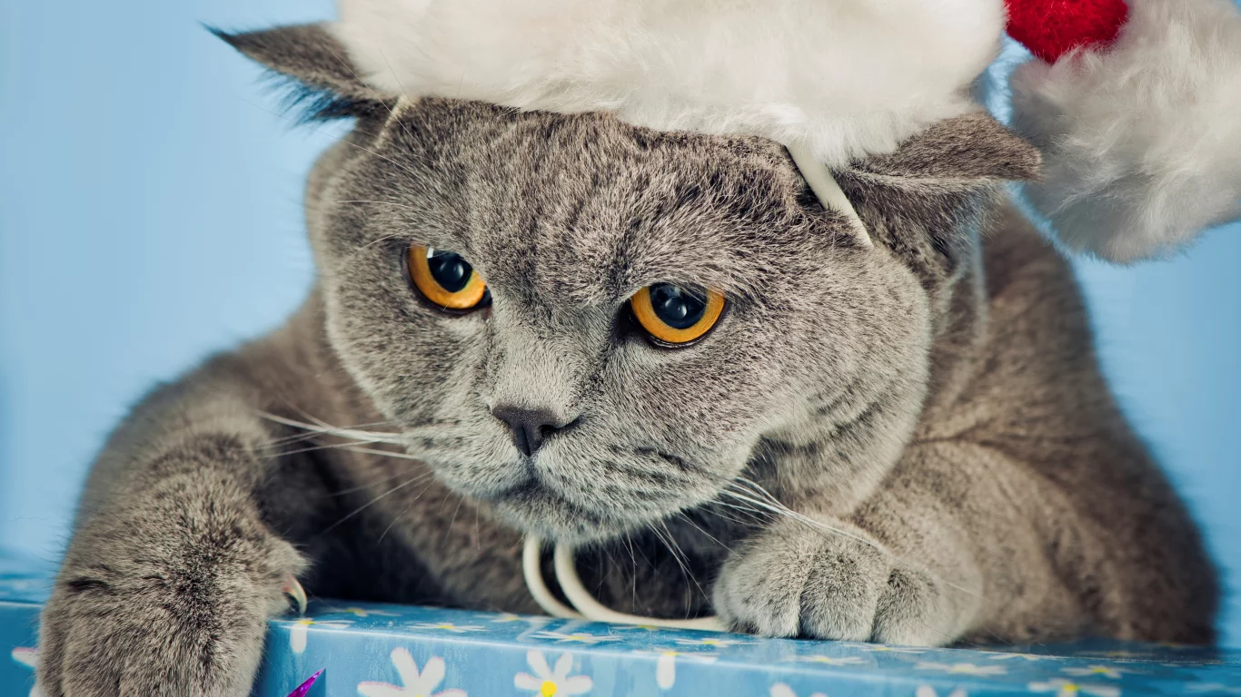 новогодняя, серый, британец, шапка, сердитый, Кот