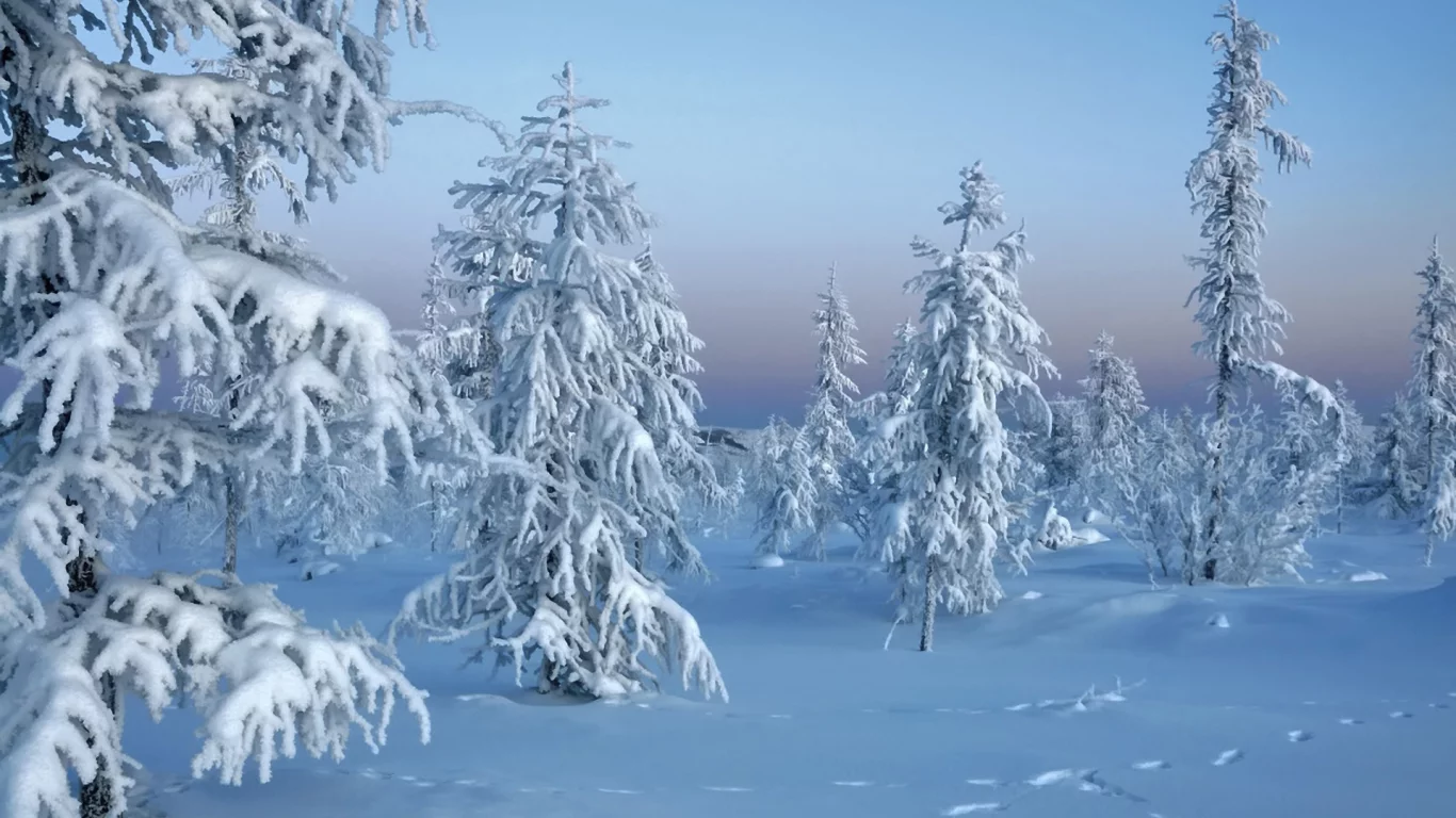 Зима, winter, природа, лес, trees in snow, снег