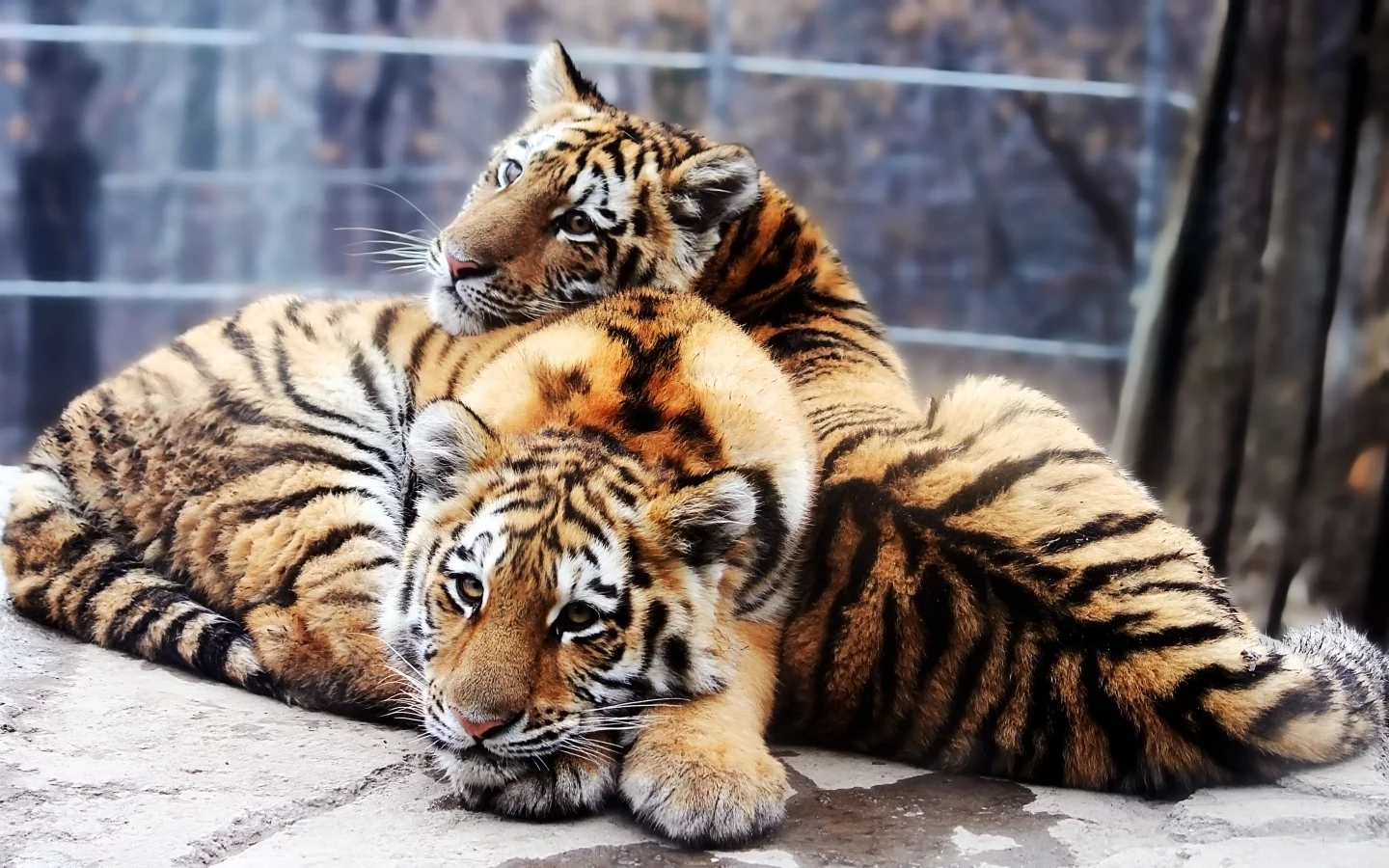 panthera tigris altaica, тигрята, Амурский тигр