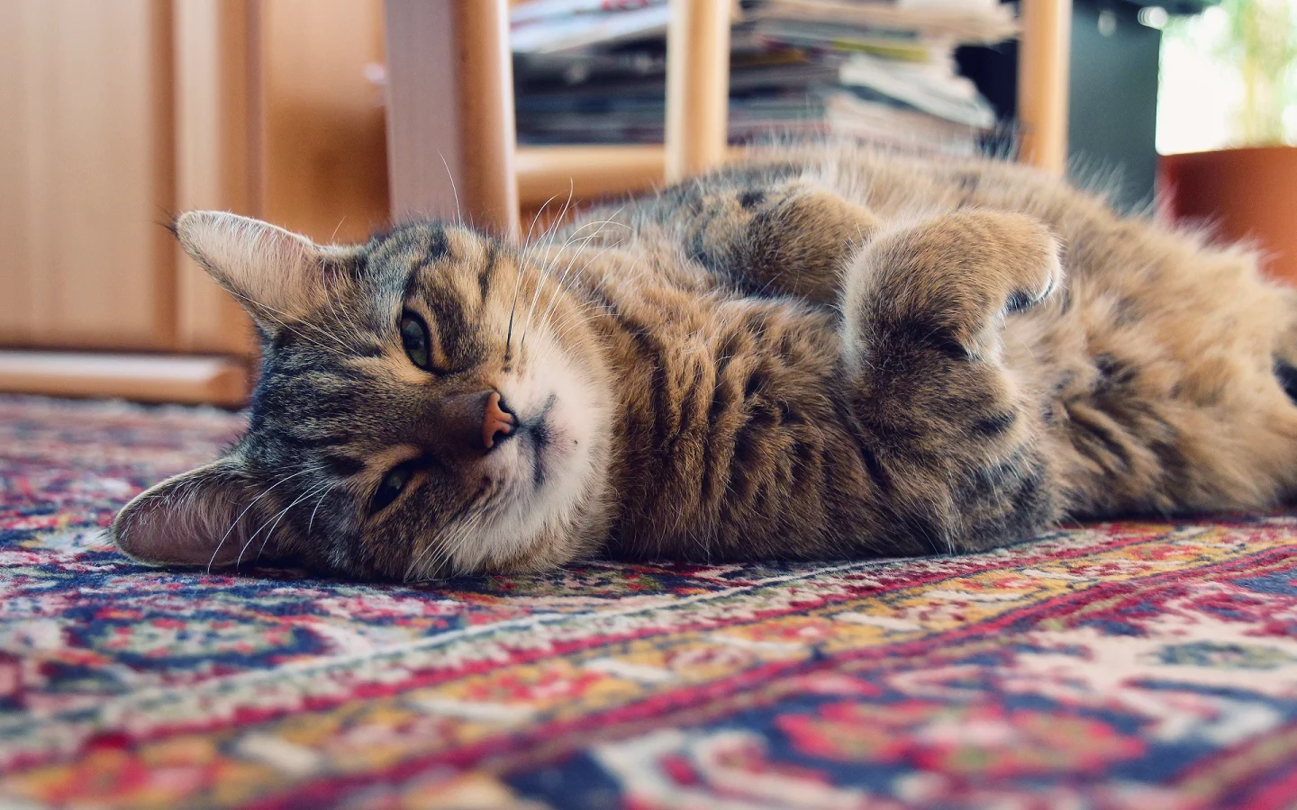 коврик, кот, Котэ, кошка, свет, дом