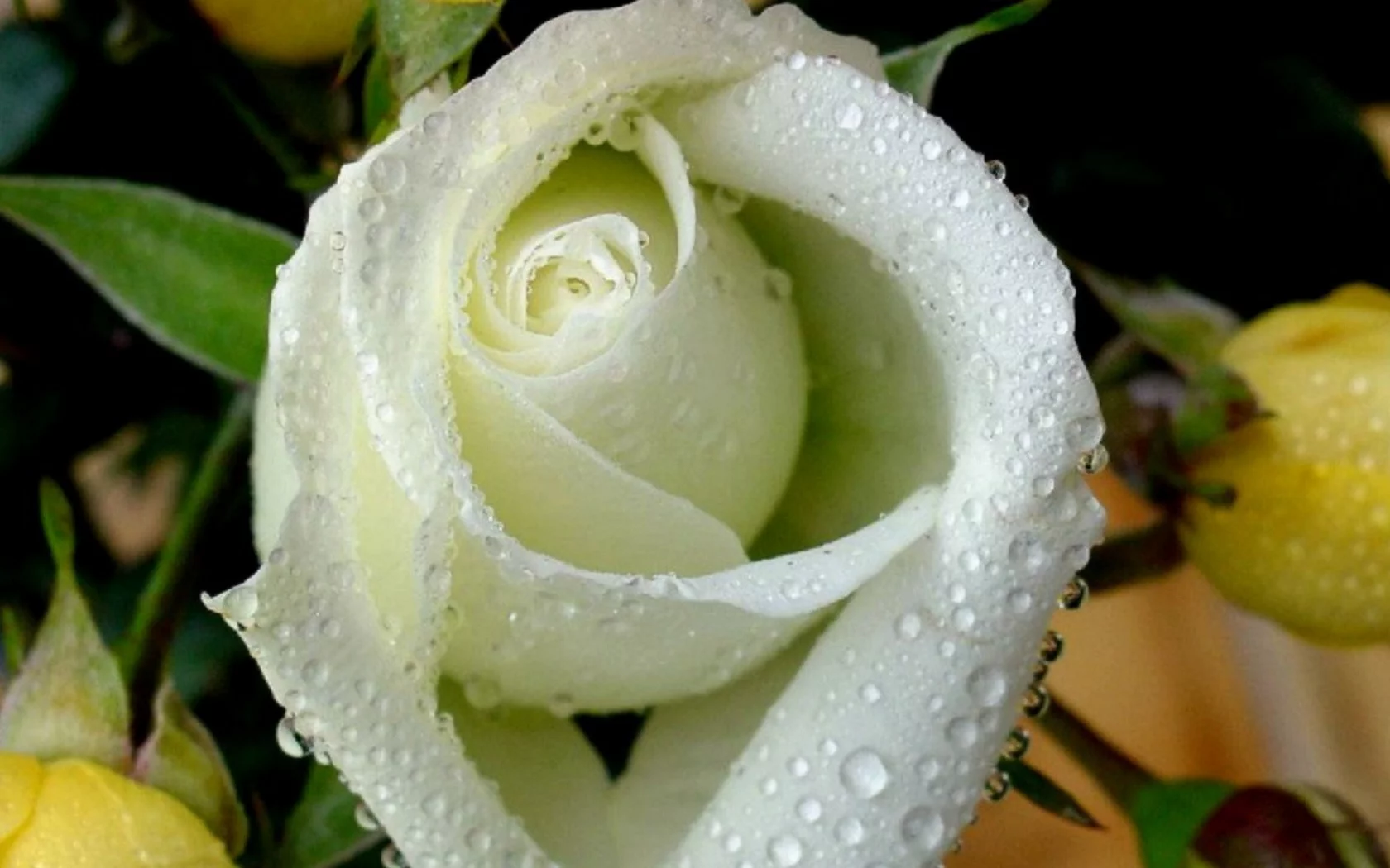 flowers, цветы, roses, розы