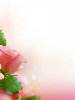 розовые, розы, букет, листья, цветы