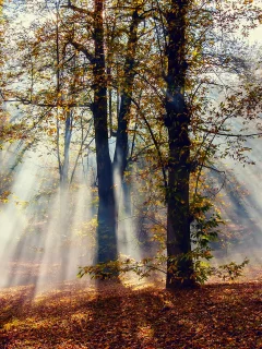 деревья, лес, свет, лучи, осень, Природа, листва