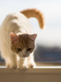 подоконник, c benjamin torode, Котёнок, hannah