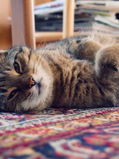 коврик, кот, Котэ, кошка, свет, дом