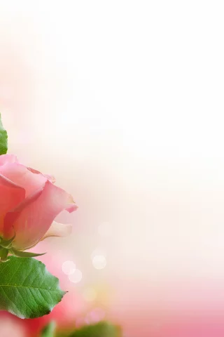 розовые, розы, букет, листья, цветы