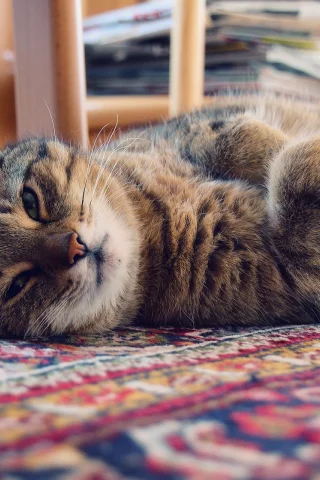 коврик, кот, Котэ, кошка, свет, дом