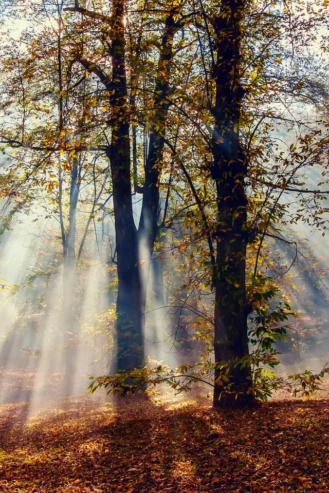деревья, лес, свет, лучи, осень, Природа, листва