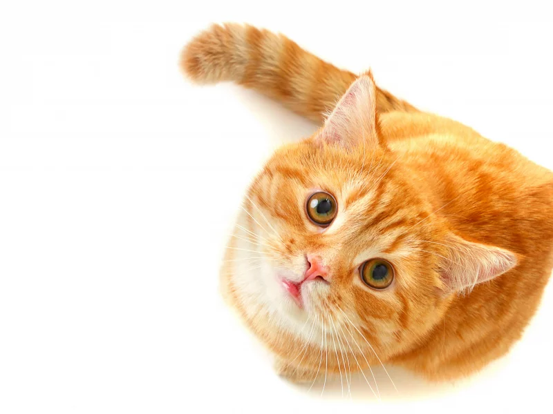рыжий, зеленые, смотрит, кошка, взгляд, глаза, Кот