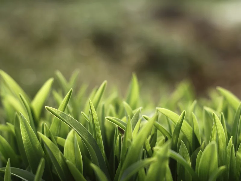 nature, зеленый, трава, macro, глубина резкости, depth of field, grass, макро, green, природа