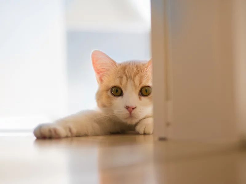 Hannah, c ben torode, кошка