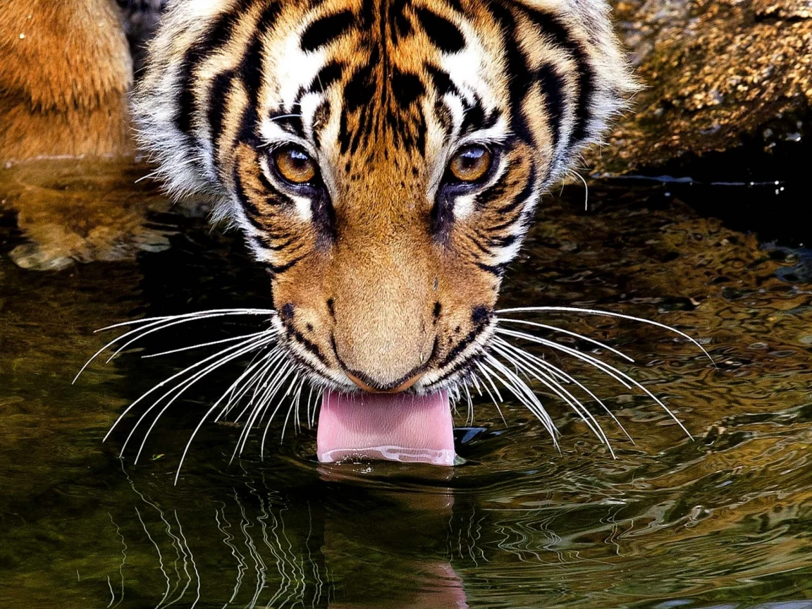 пьёт, язык, усы, глаза, вода, Тигр, взгляд, tiger