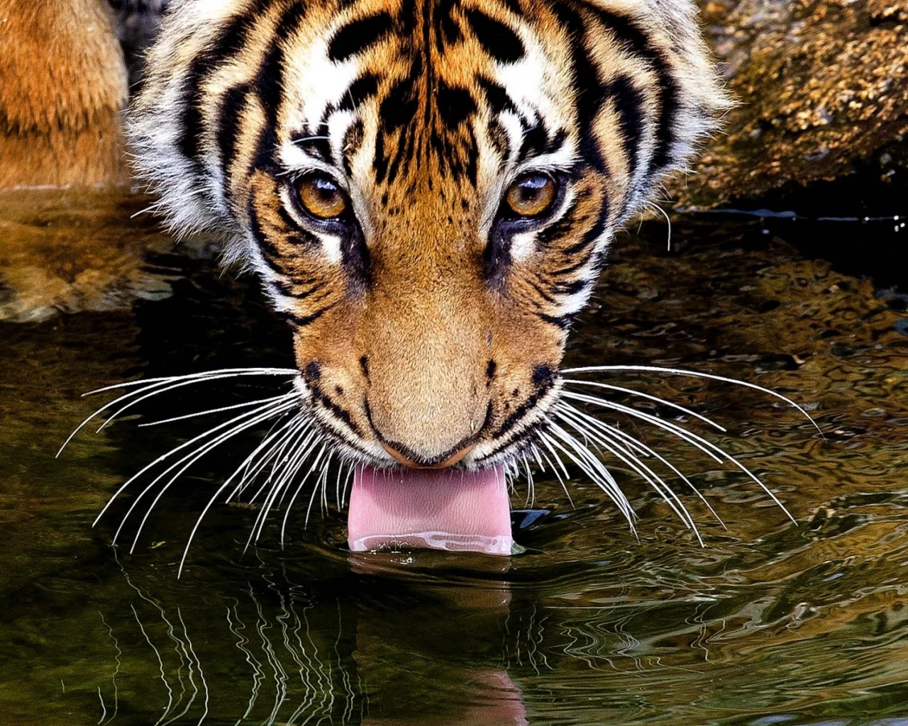 пьёт, язык, усы, глаза, вода, Тигр, взгляд, tiger