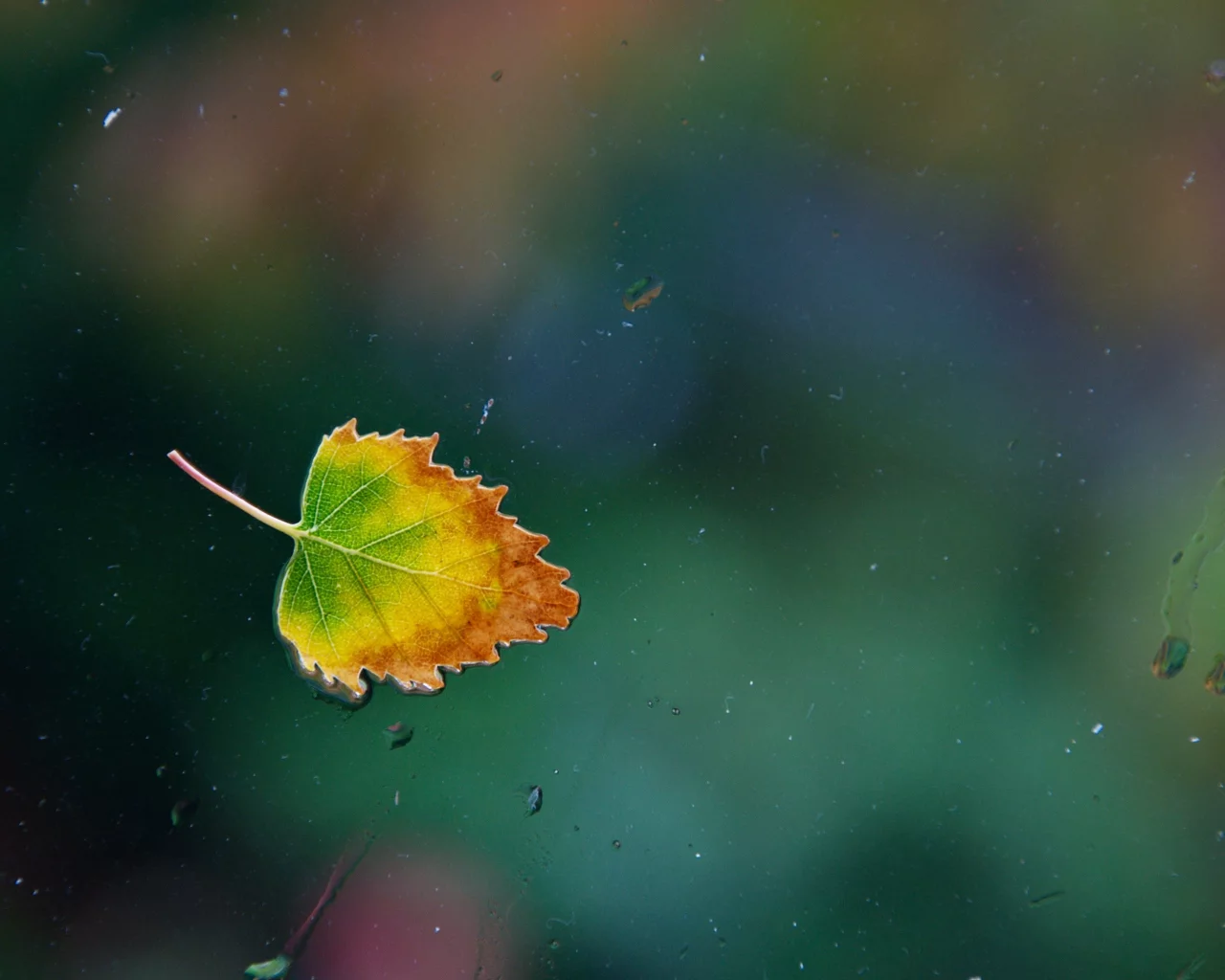 вода, капли, окно, one rainy, leaf, стекло, Осенний лист, дождь