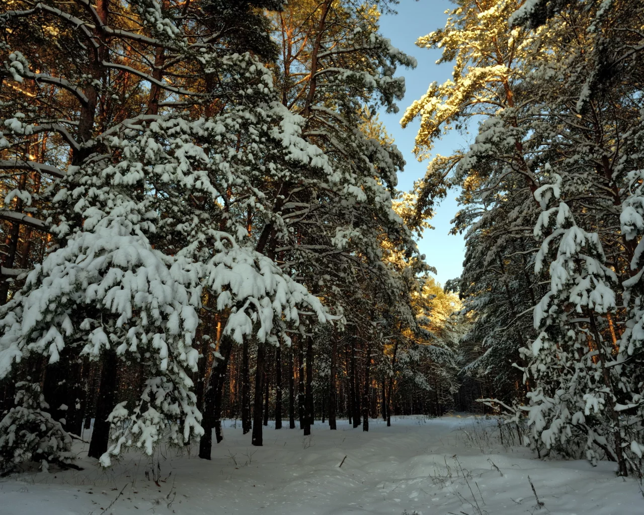 пейзаж, Снег, лес, зима