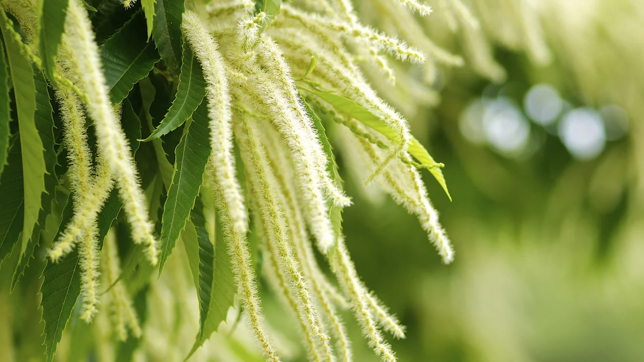 листья, Растение, зелень, castanea crenata, макро, природа