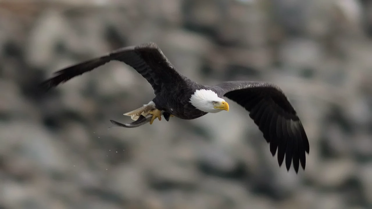 bird, Птица, взмах, крылья, белоголовый орлан, полет