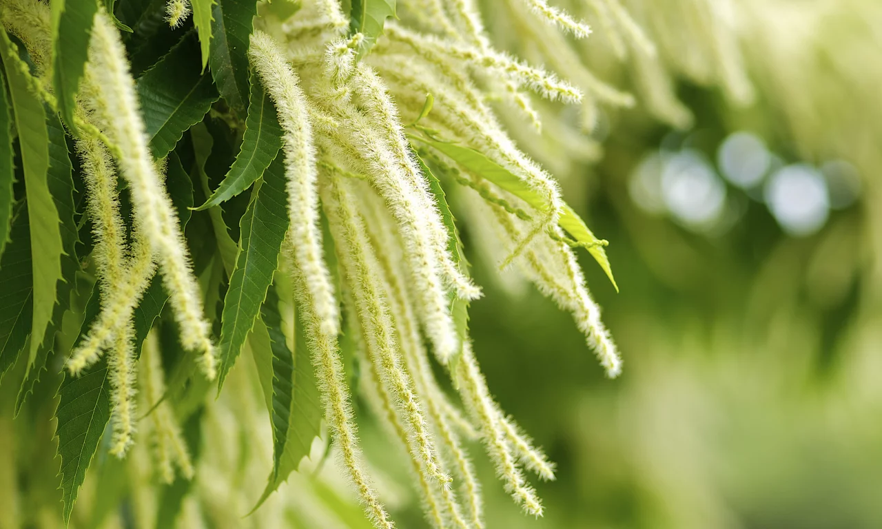 листья, Растение, зелень, castanea crenata, макро, природа