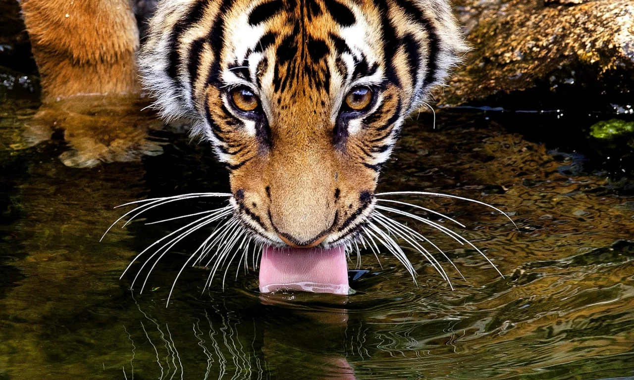 пьёт, язык, усы, глаза, вода, Тигр, взгляд, tiger