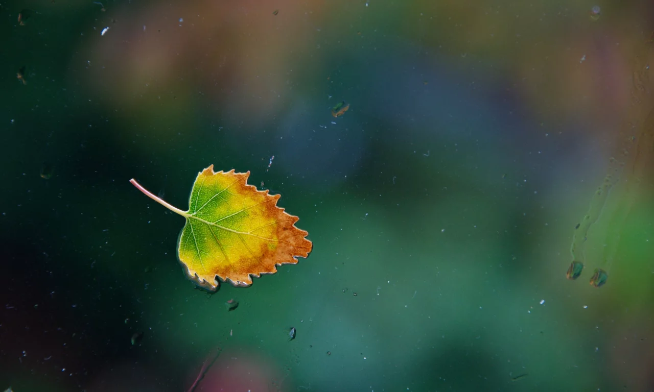 вода, капли, окно, one rainy, leaf, стекло, Осенний лист, дождь