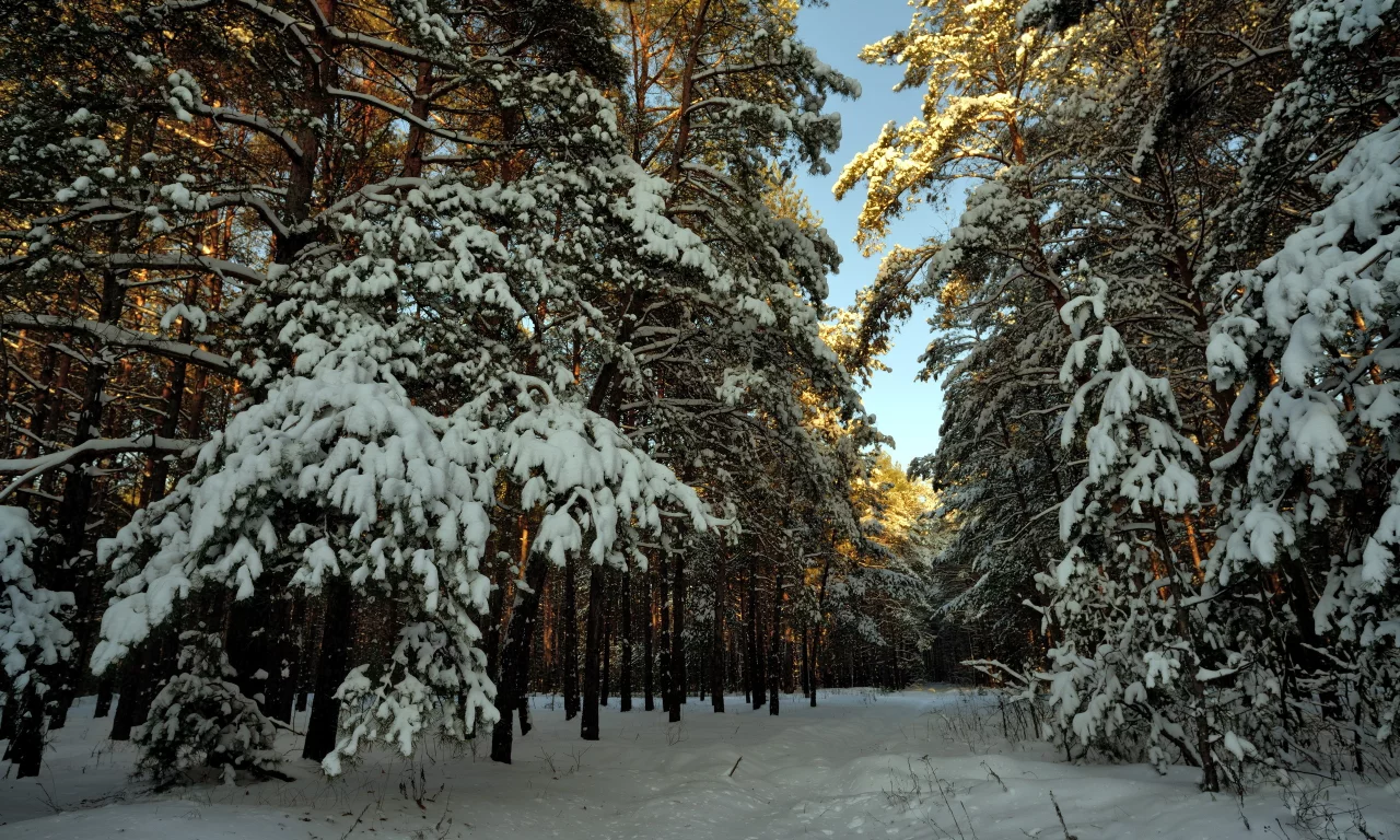 пейзаж, Снег, лес, зима