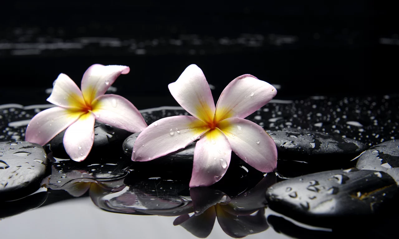 камни, цветы, вода, желтые, розовые, Плюмерия, черные