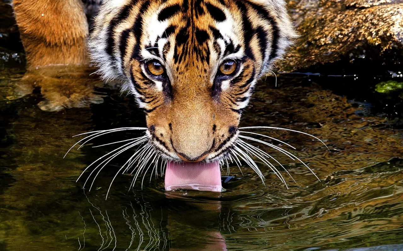 пьёт, язык, усы, глаза, вода, Тигр, взгляд, tiger