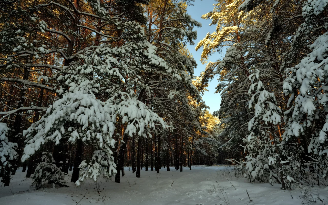 пейзаж, Снег, лес, зима