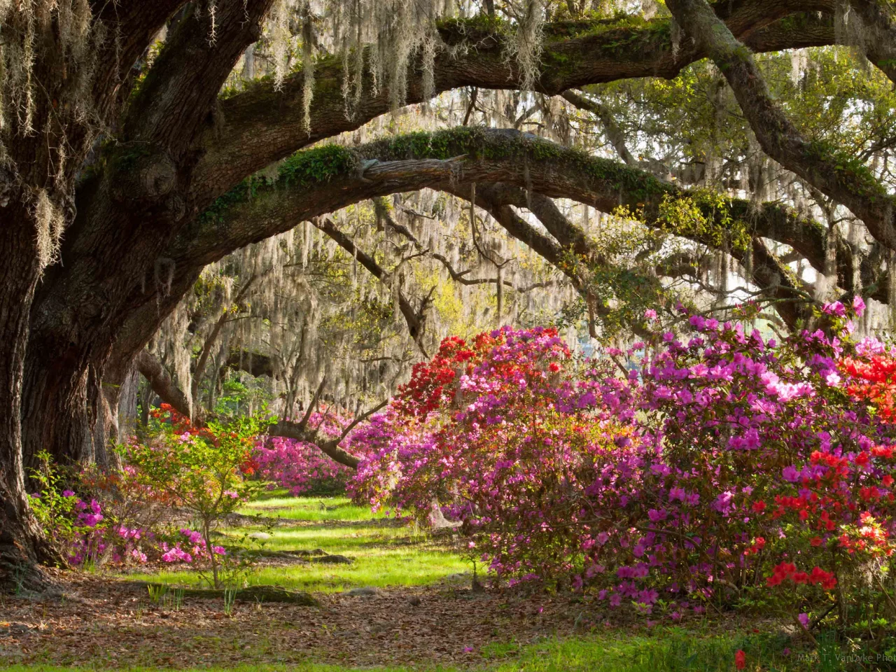 кусты, деревья, Magnolia plantation &amp;amp; gardens, парк