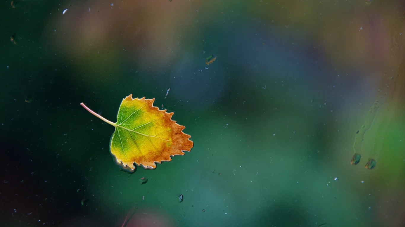 вода, капли, окно, one rainy, leaf, стекло, Осенний лист, дождь