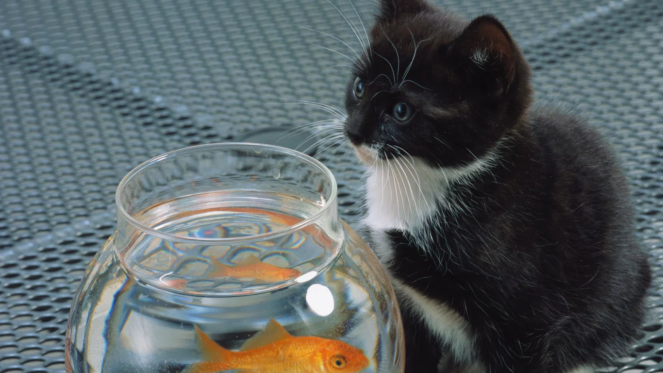 кошка, кот, Cat, белый, черный , рыба, котенок, аквариум