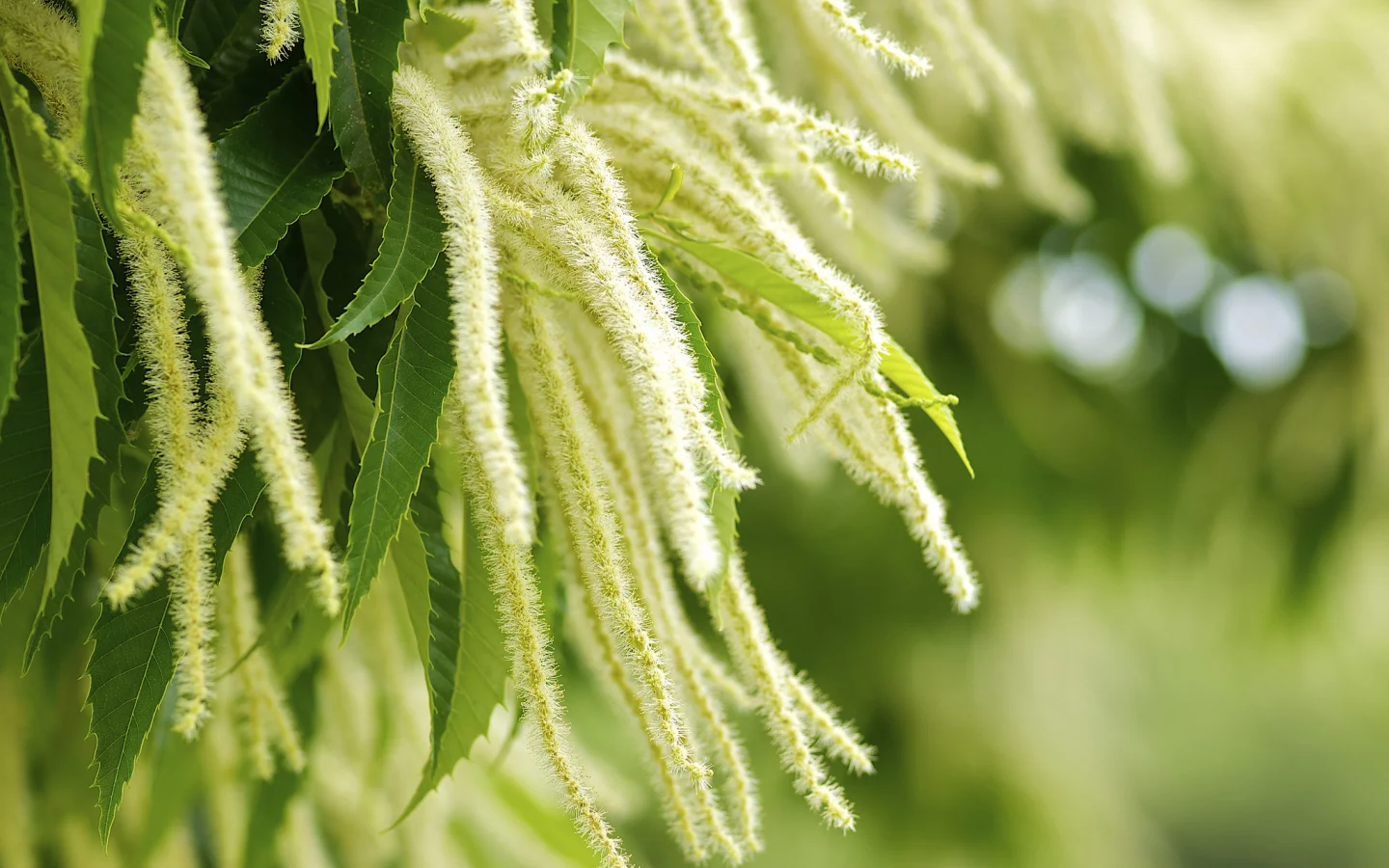 листья, Растение, зелень, castanea crenata, макро, природа