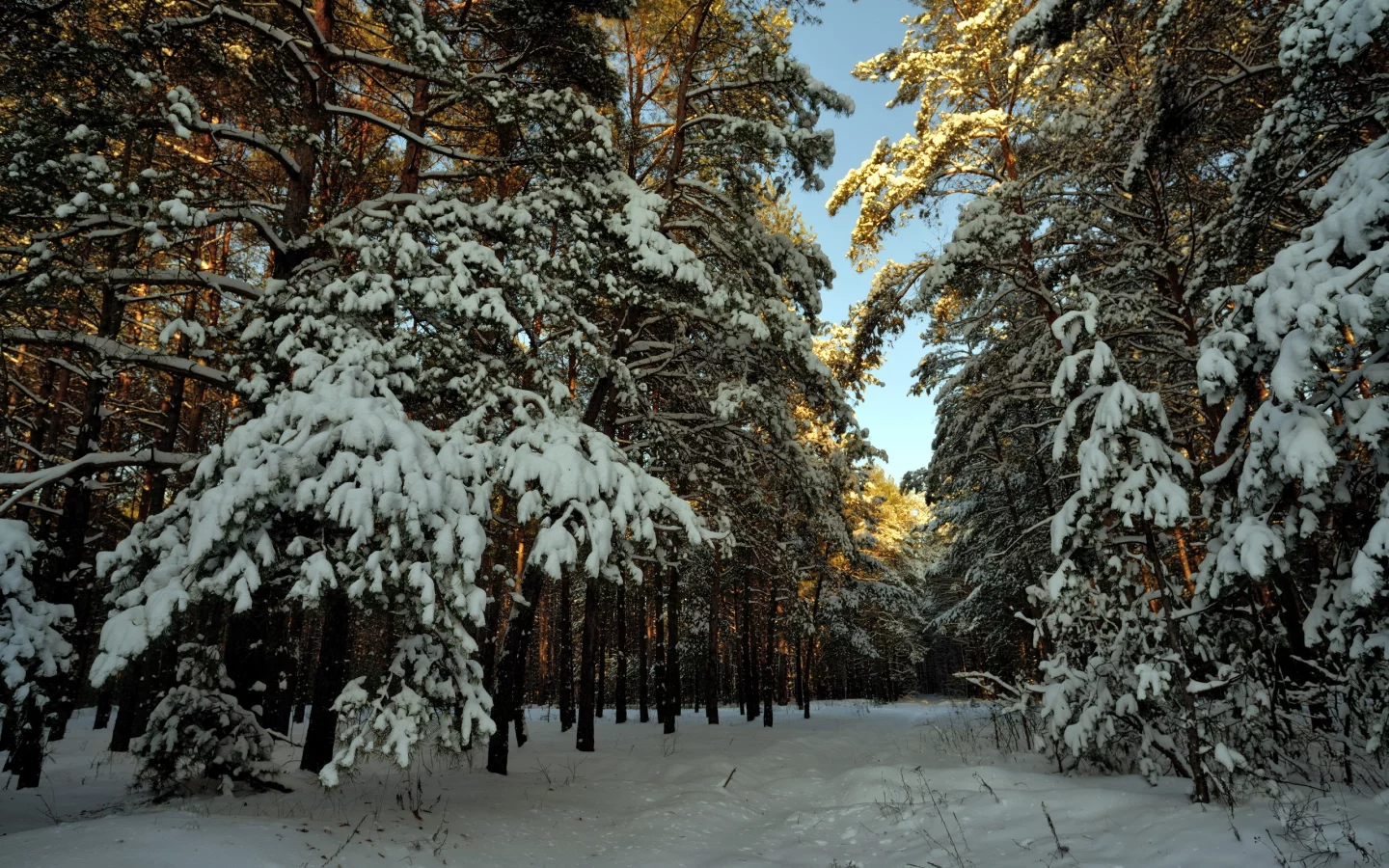 пейзаж, Снег, лес, зима