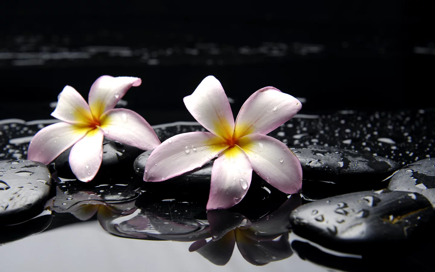 камни, цветы, вода, желтые, розовые, Плюмерия, черные