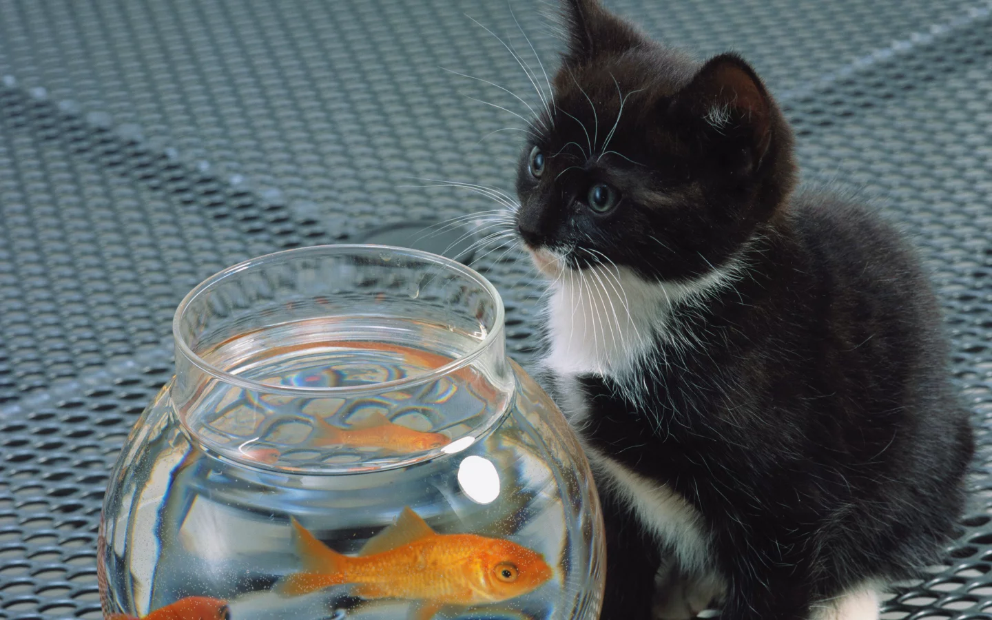 кошка, кот, Cat, белый, черный , рыба, котенок, аквариум